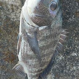 チヌ