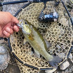 スモールマウスバス