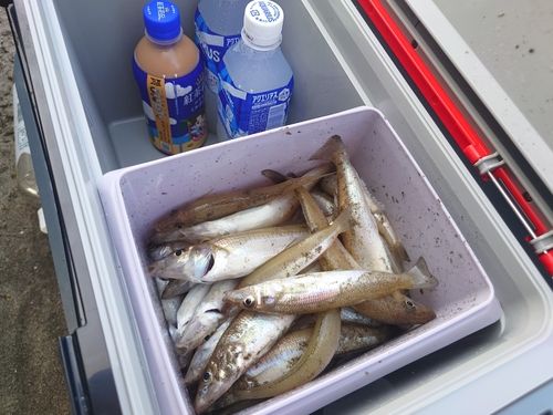 シロギスの釣果