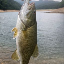 スモールマウスバス