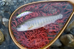 ニッコウイワナの釣果
