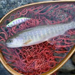 ニッコウイワナ