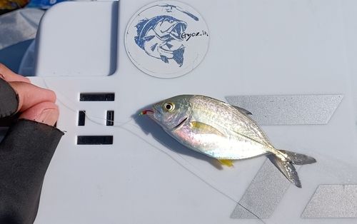 カイワリの釣果