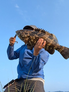 ヤイトハタの釣果