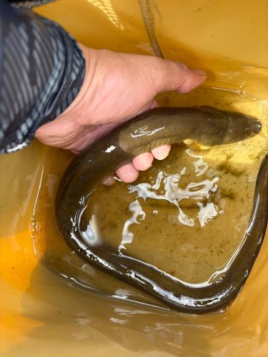 ウナギの釣果