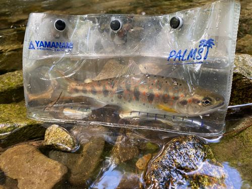 アマゴの釣果