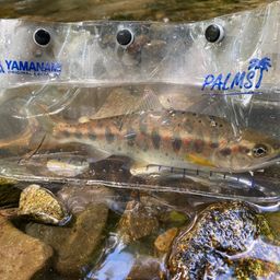 アマゴ