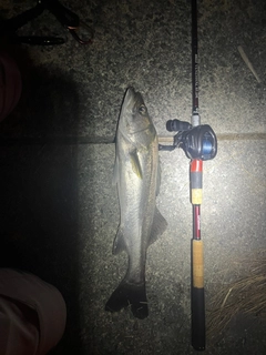 マルスズキの釣果