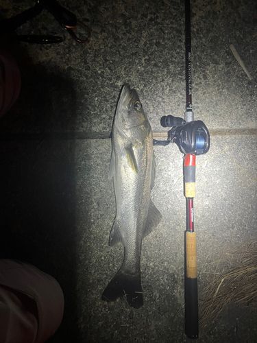 マルスズキの釣果