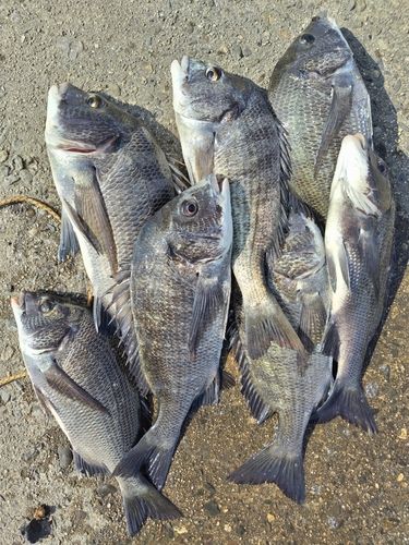 チヌの釣果