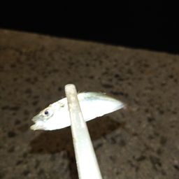 アジ