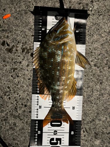 ハマフエフキダイの釣果