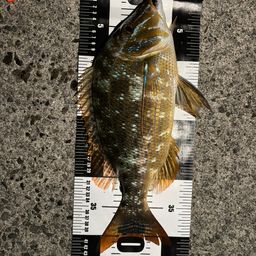 ハマフエフキダイ