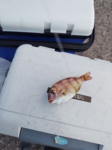 チャリコの釣果