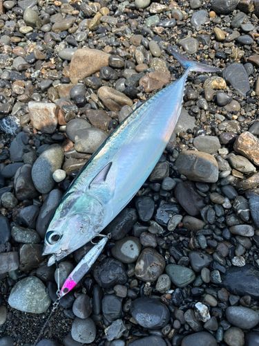 マルソウダの釣果