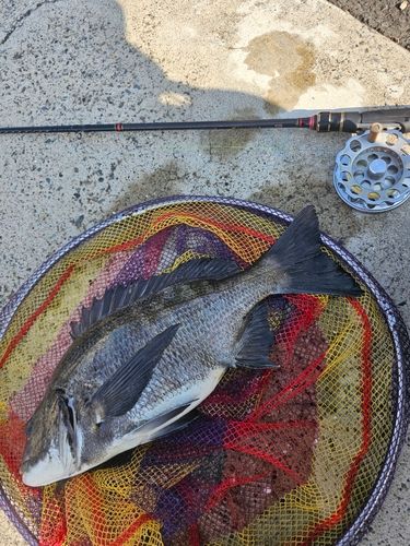 クロダイの釣果
