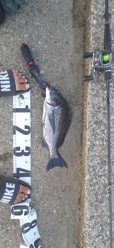 スズキの釣果