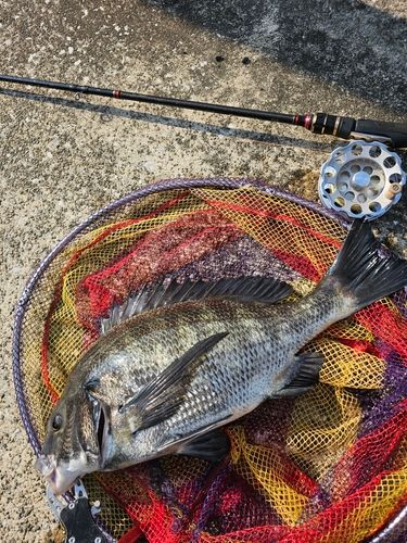 クロダイの釣果