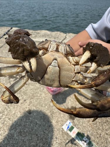 カニの釣果