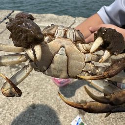 カニ