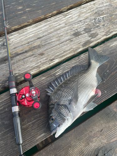 チヌの釣果