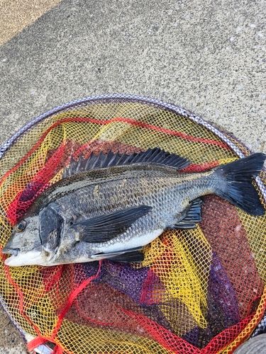 クロダイの釣果