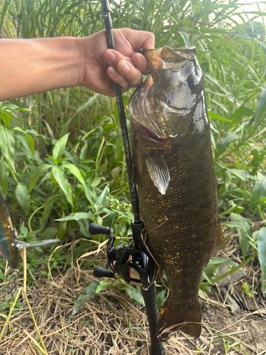 スモールマウスバスの釣果