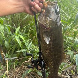 スモールマウスバス