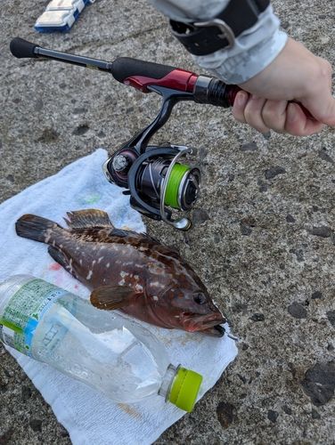 アカハタの釣果