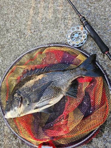 クロダイの釣果