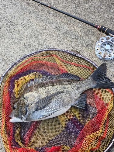 クロダイの釣果