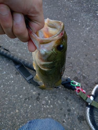 ラージマウスバスの釣果