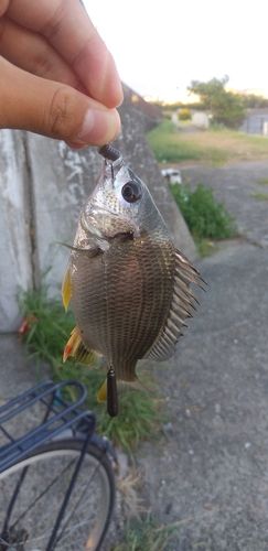 キビレの釣果