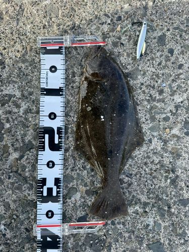 ヒラメの釣果
