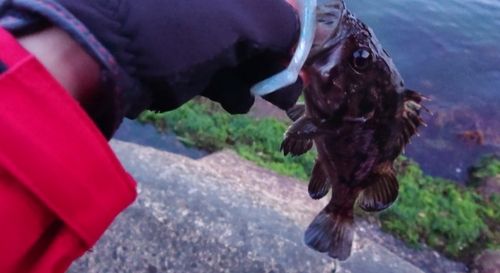 クロソイの釣果