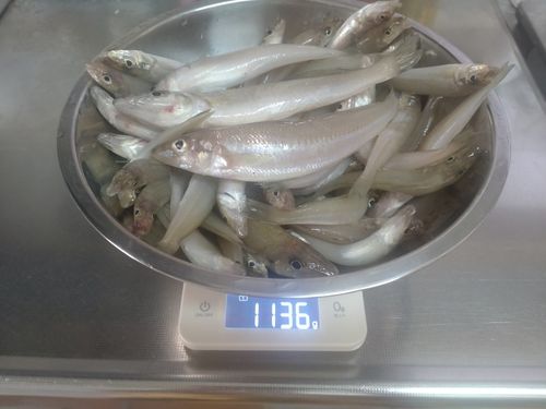 キスの釣果