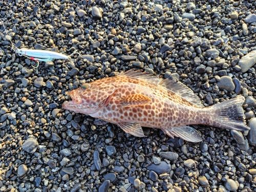 オオモンハタの釣果