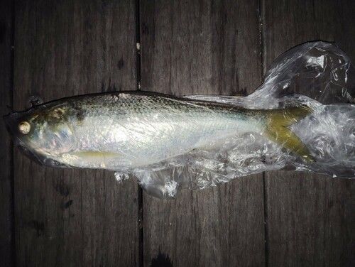 コノシロの釣果