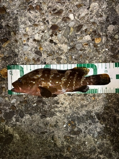 アコウの釣果