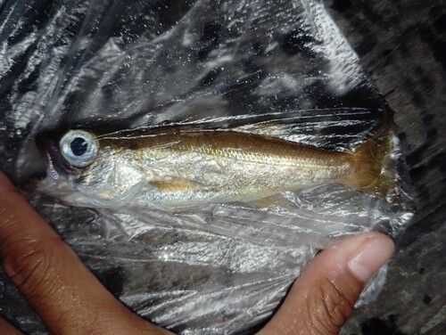 ムツの釣果