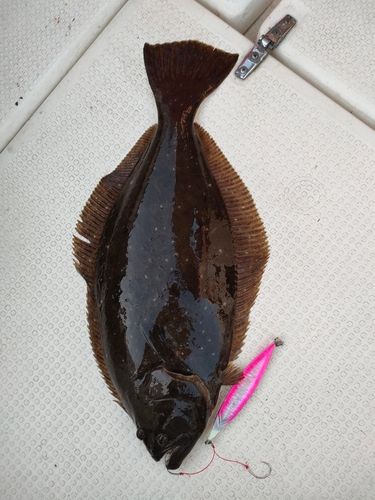 ヒラメの釣果