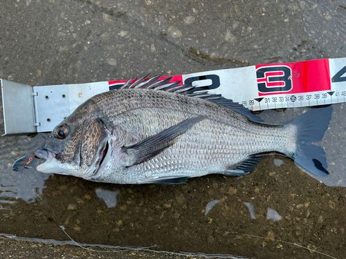 クロダイの釣果