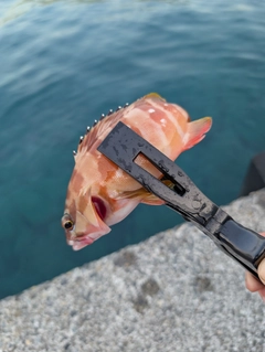 アカハタの釣果