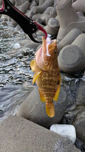 アコウの釣果