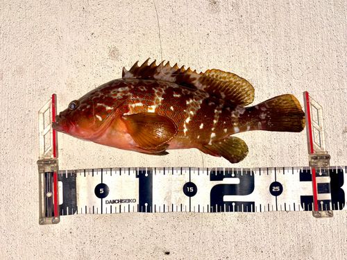 キジハタの釣果