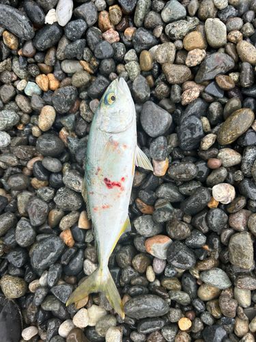 コゾクラの釣果