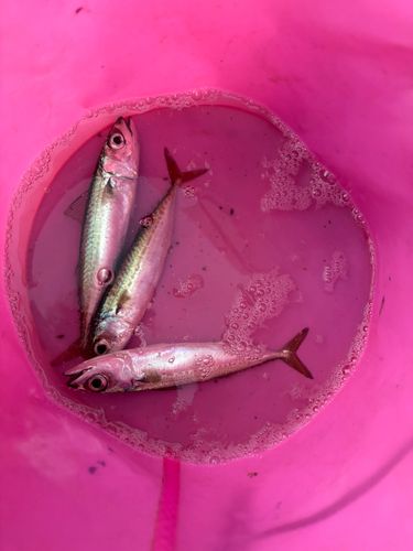 サバの釣果