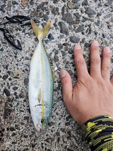 ツバスの釣果