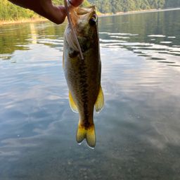 ラージマウスバス