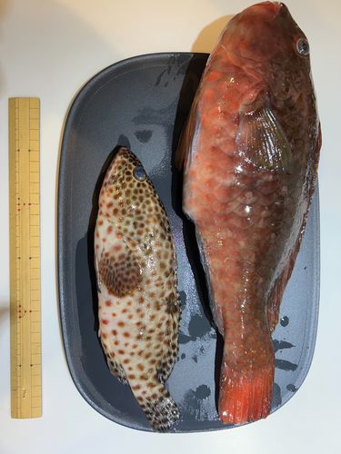 ブダイの釣果
